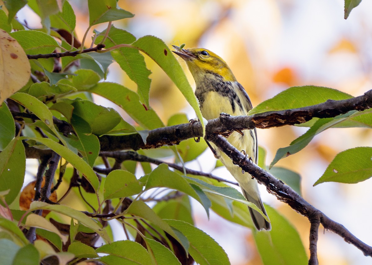 Black-throated Green Warbler - Dori Eldridge