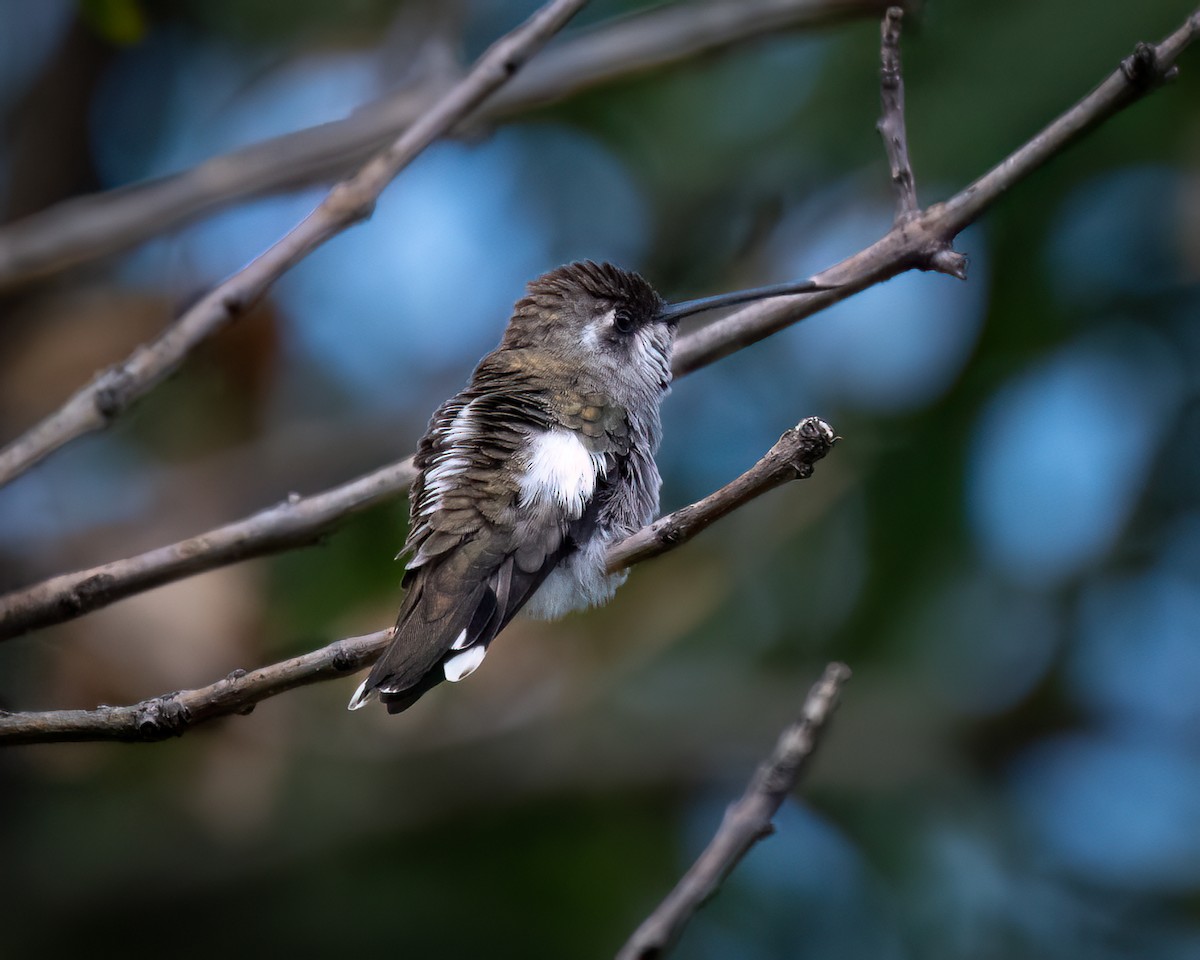 Plain-capped Starthroat - ML623826506