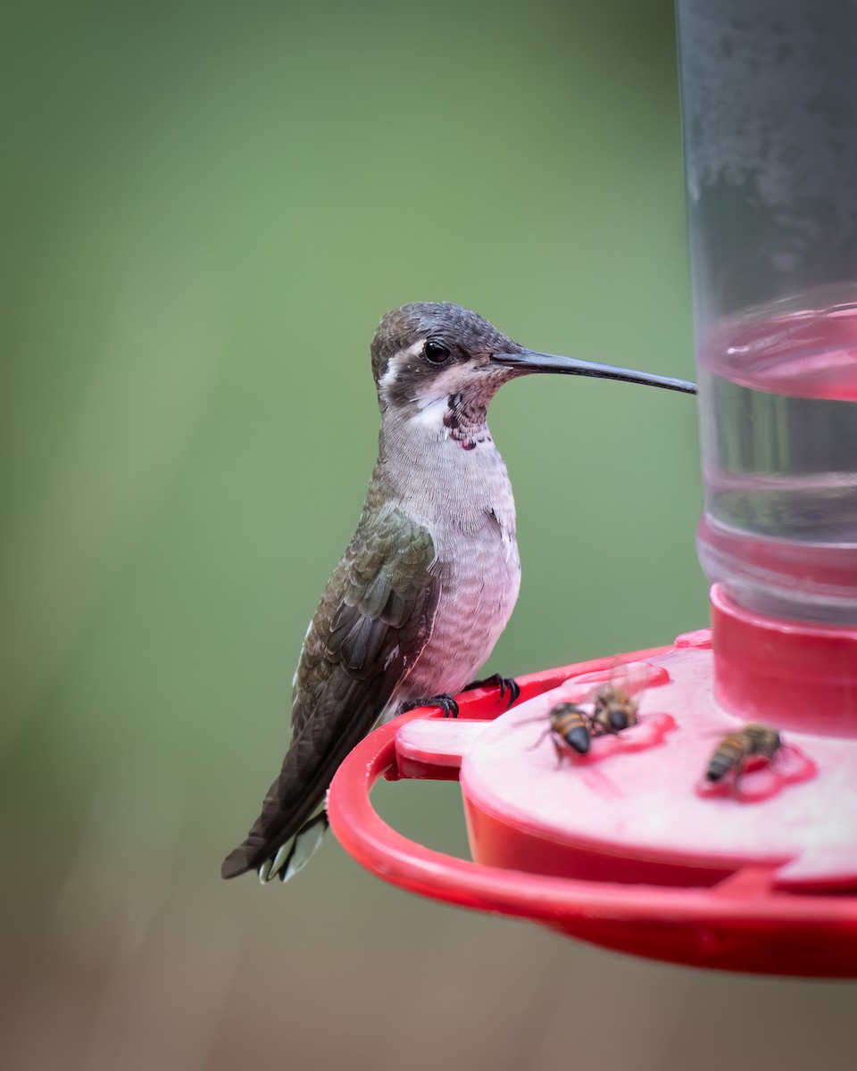 Plain-capped Starthroat - Michael Roper