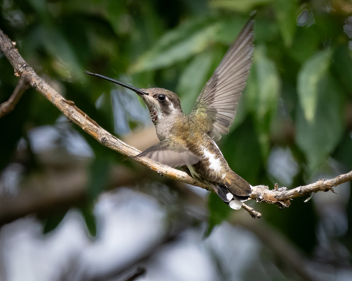 Plain-capped Starthroat - ML623826508