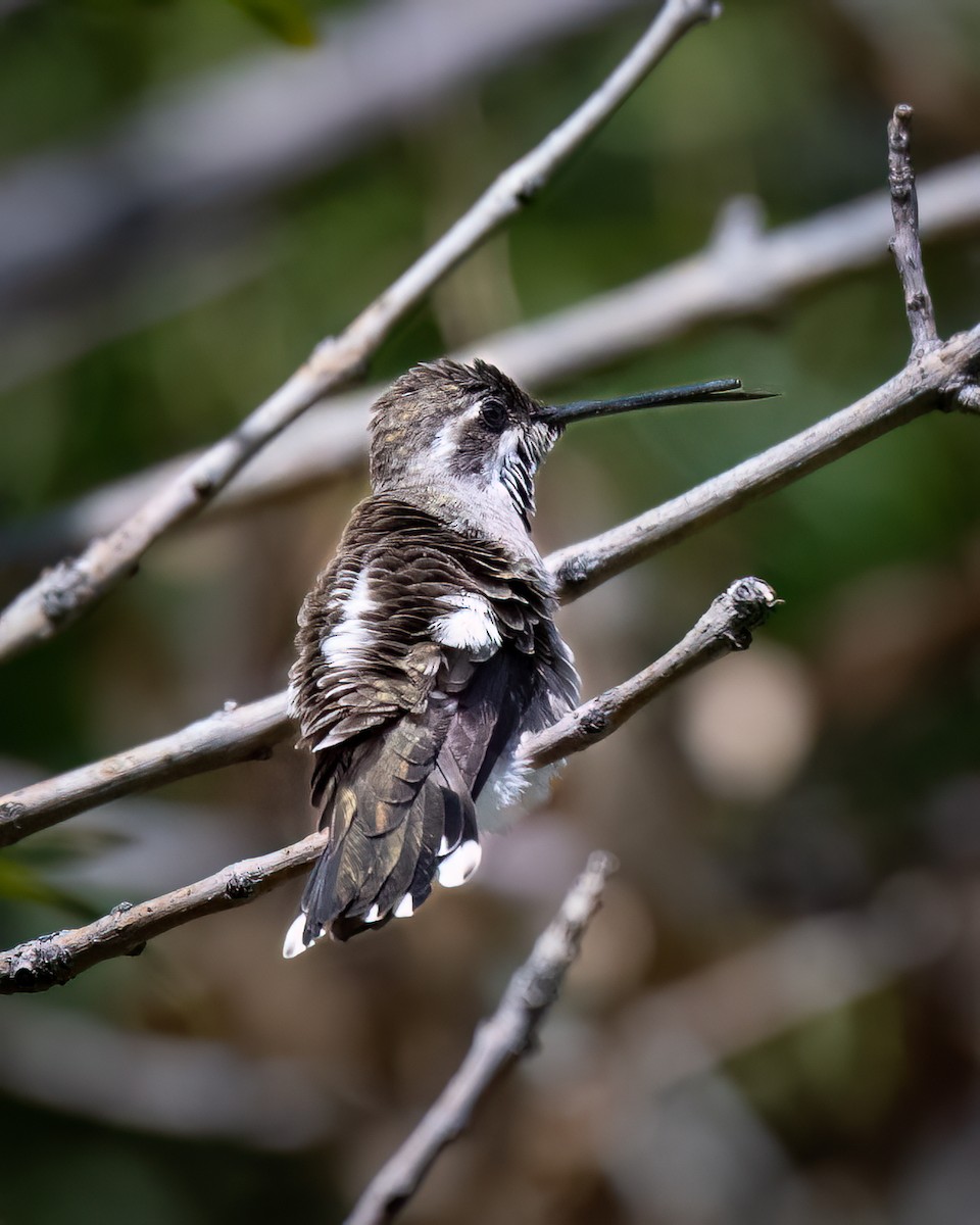 Plain-capped Starthroat - ML623826509