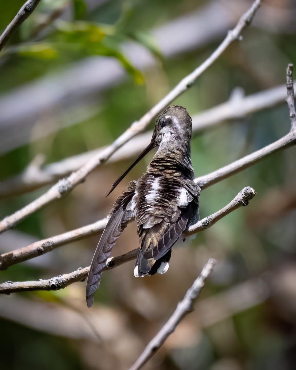 Plain-capped Starthroat - Michael Roper