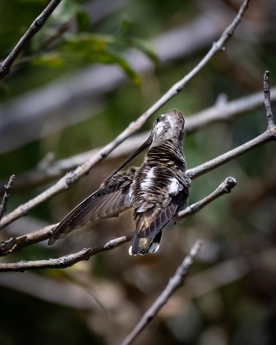 Plain-capped Starthroat - ML623826511