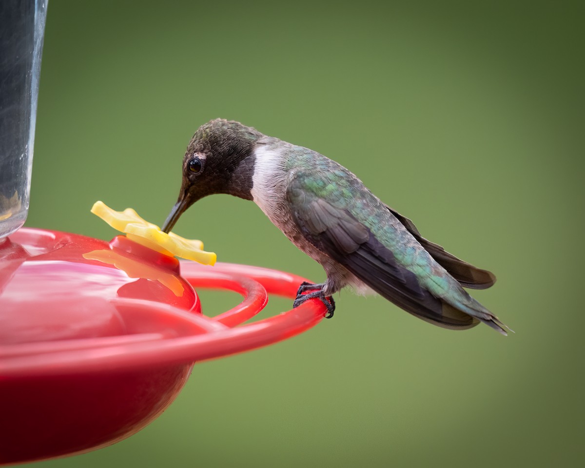 Black-chinned Hummingbird - ML623826514