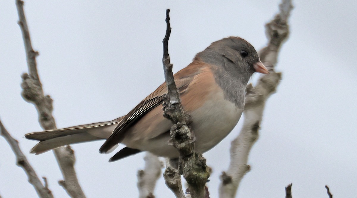 Dark-eyed Junco - ML623826516