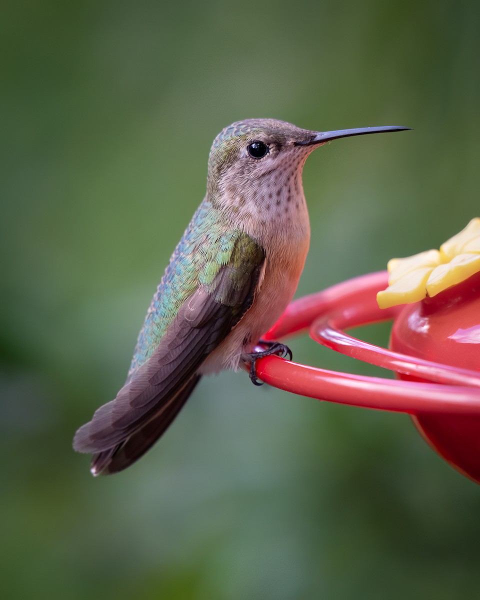 Calliope Hummingbird - Michael Roper