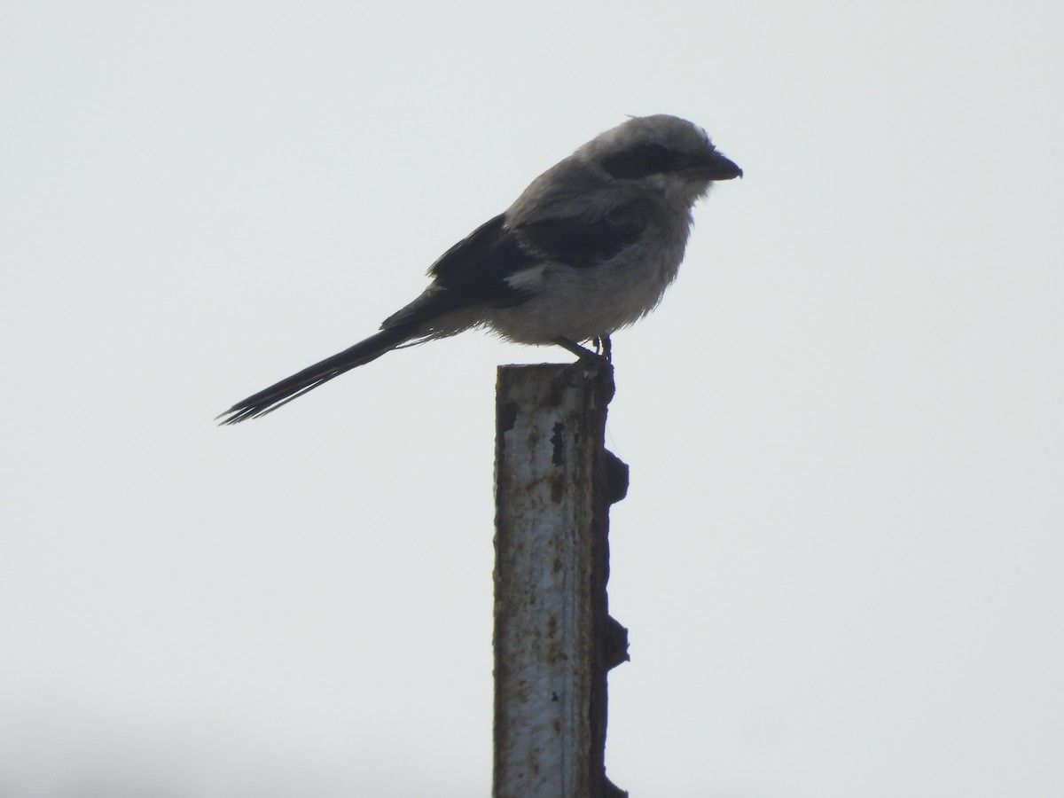 Loggerhead Shrike - Evan Miller