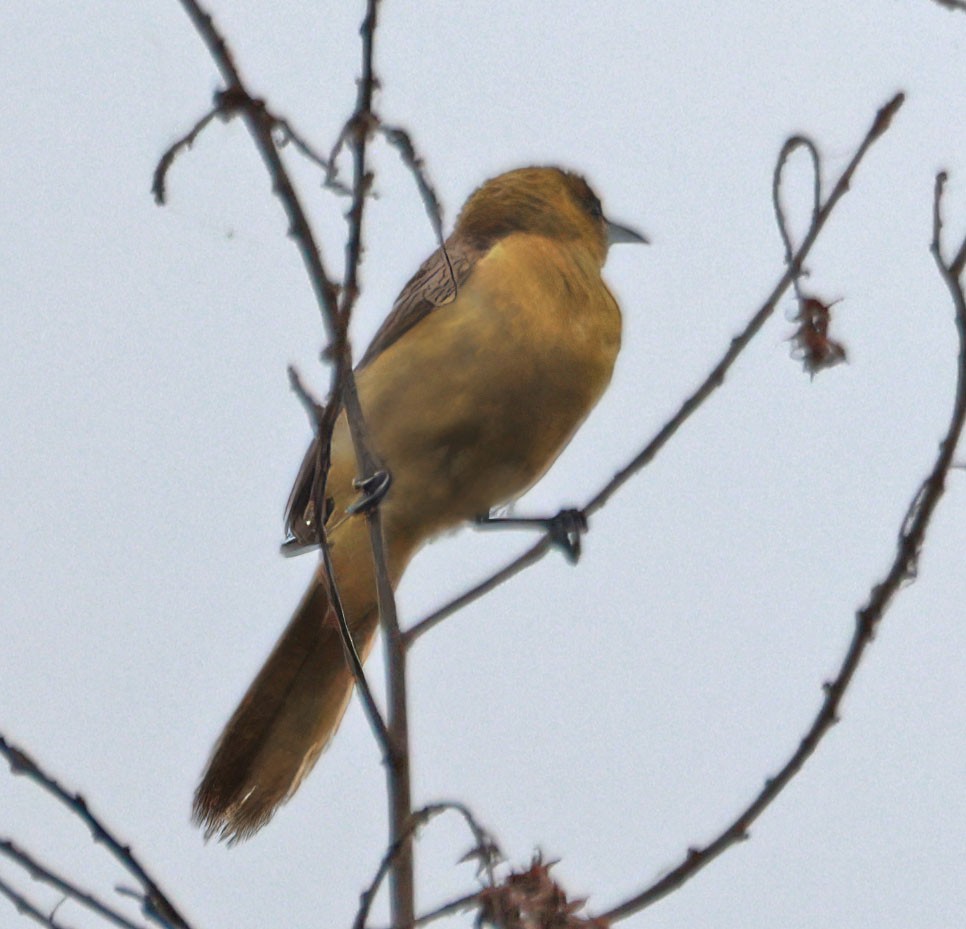 Hooded Oriole - ML623826522