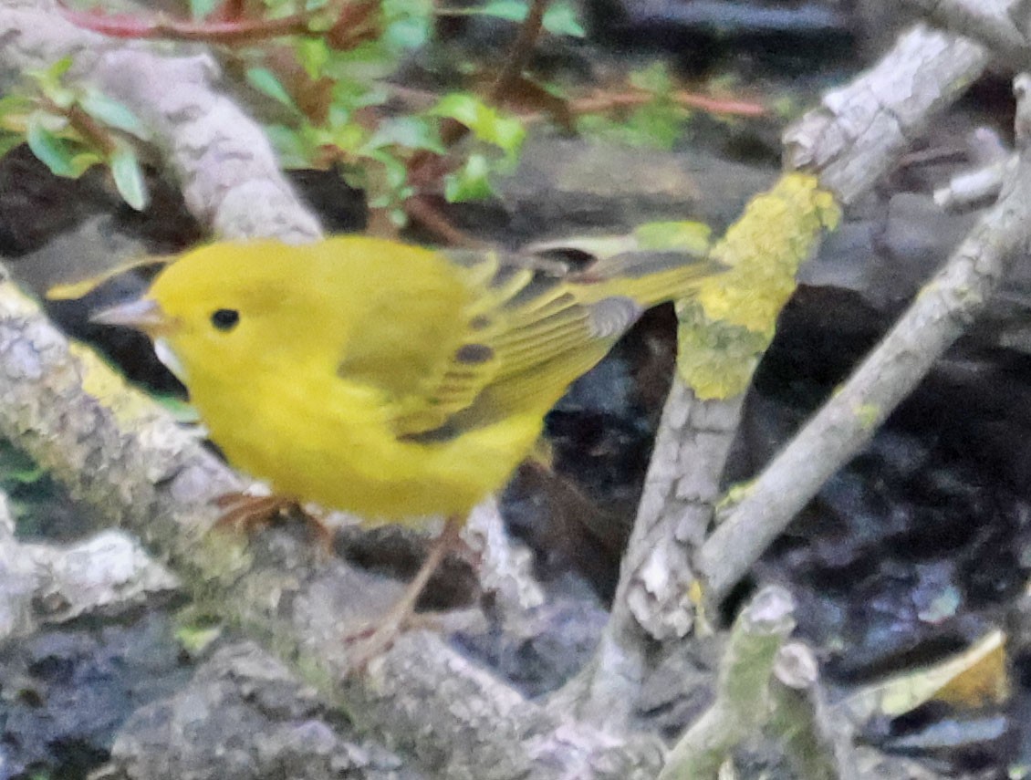 Yellow Warbler - ML623826552