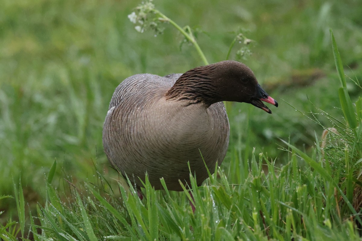 Pink-footed Goose - ML623826558