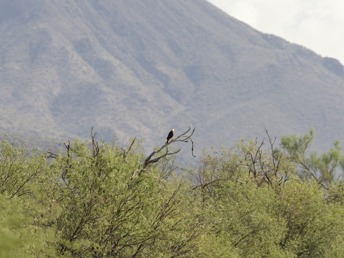 Crested Caracara (Northern) - ML623826560