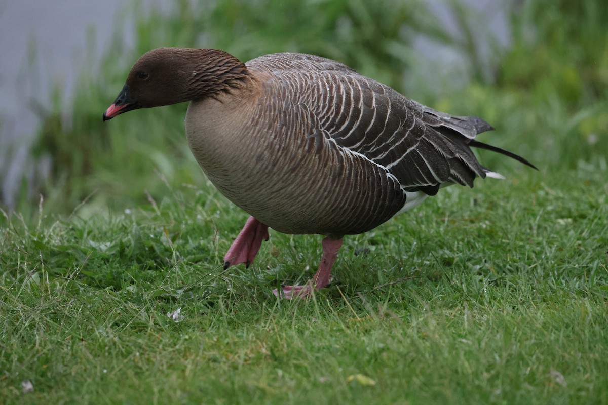 Pink-footed Goose - Michael Gallo