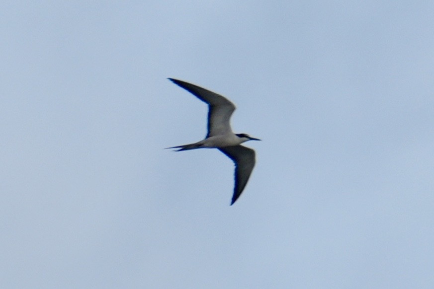 Bridled Tern - ML623826564