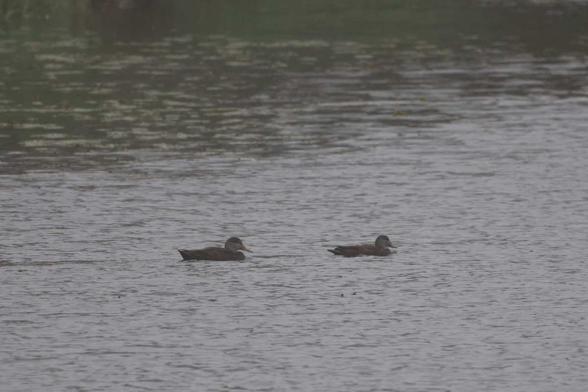 American Black Duck - ML623826567