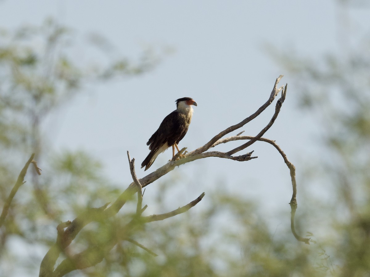 Crested Caracara (Northern) - Sochetra Ly