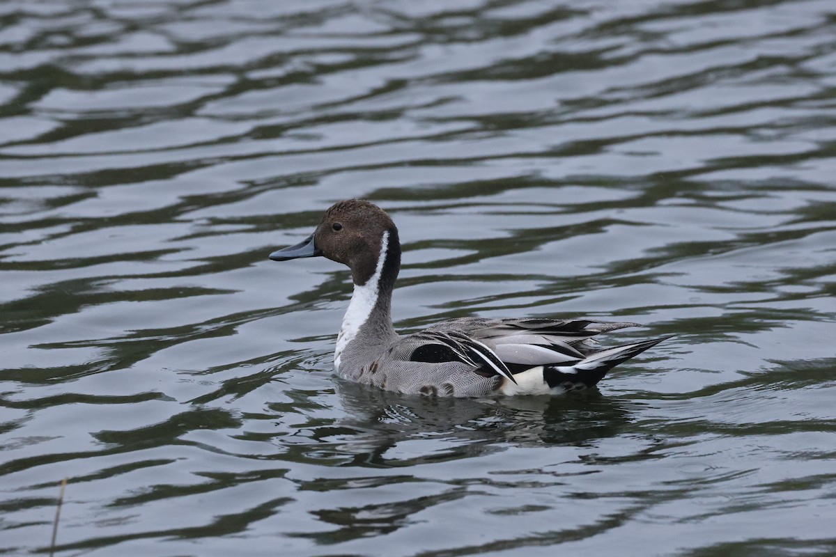 Northern Pintail - ML623826574