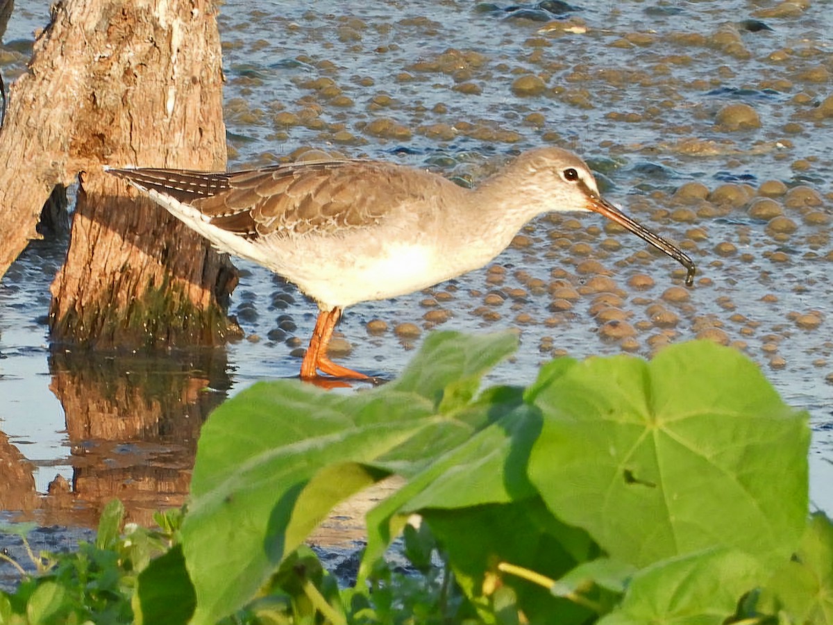 Spotted Redshank - ML623826638