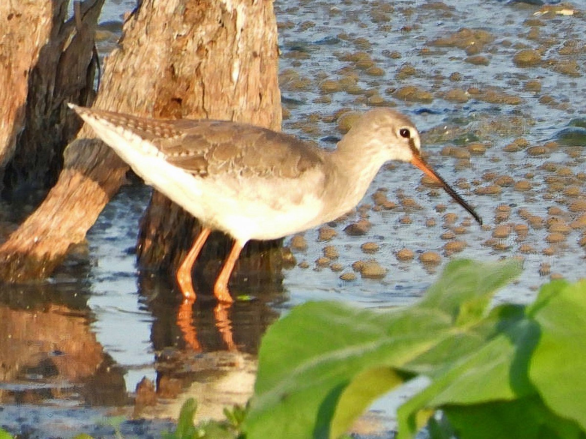 Spotted Redshank - ML623826639