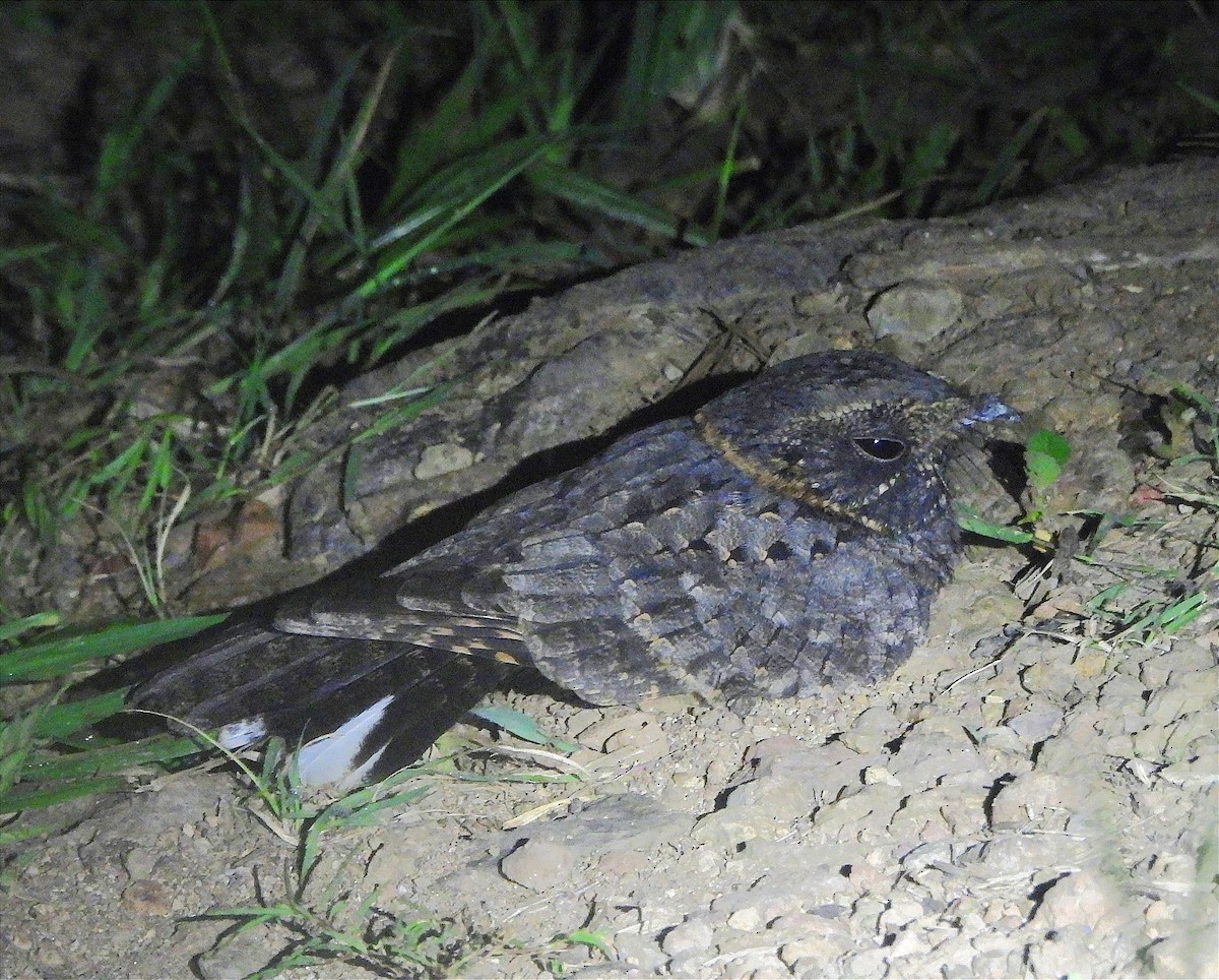 Buff-collared Nightjar - ML623826640