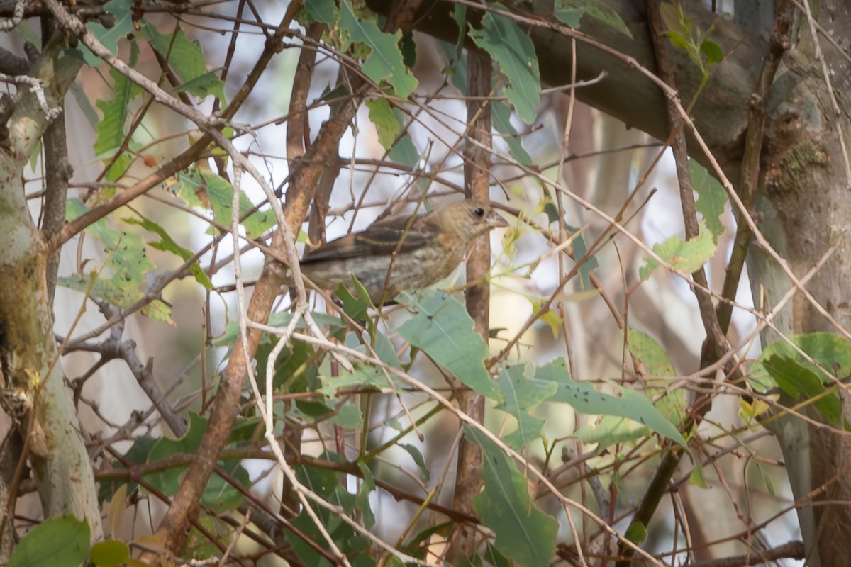 Lazuli Bunting - ML623826642