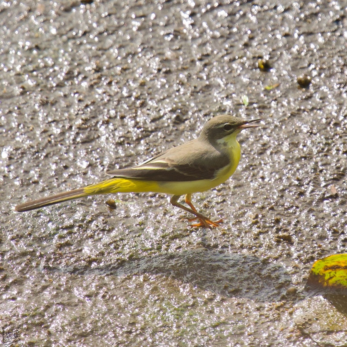 Gray Wagtail - ML623826653