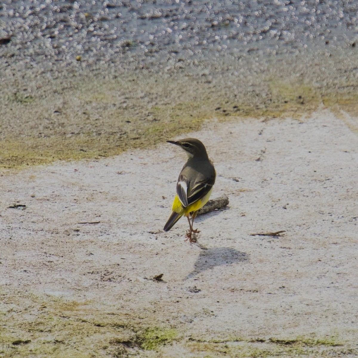 Gray Wagtail - ML623826654