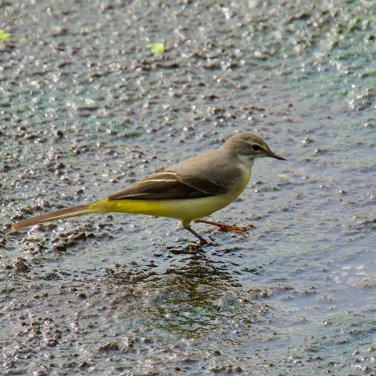 Gray Wagtail - Nachiket Likhite