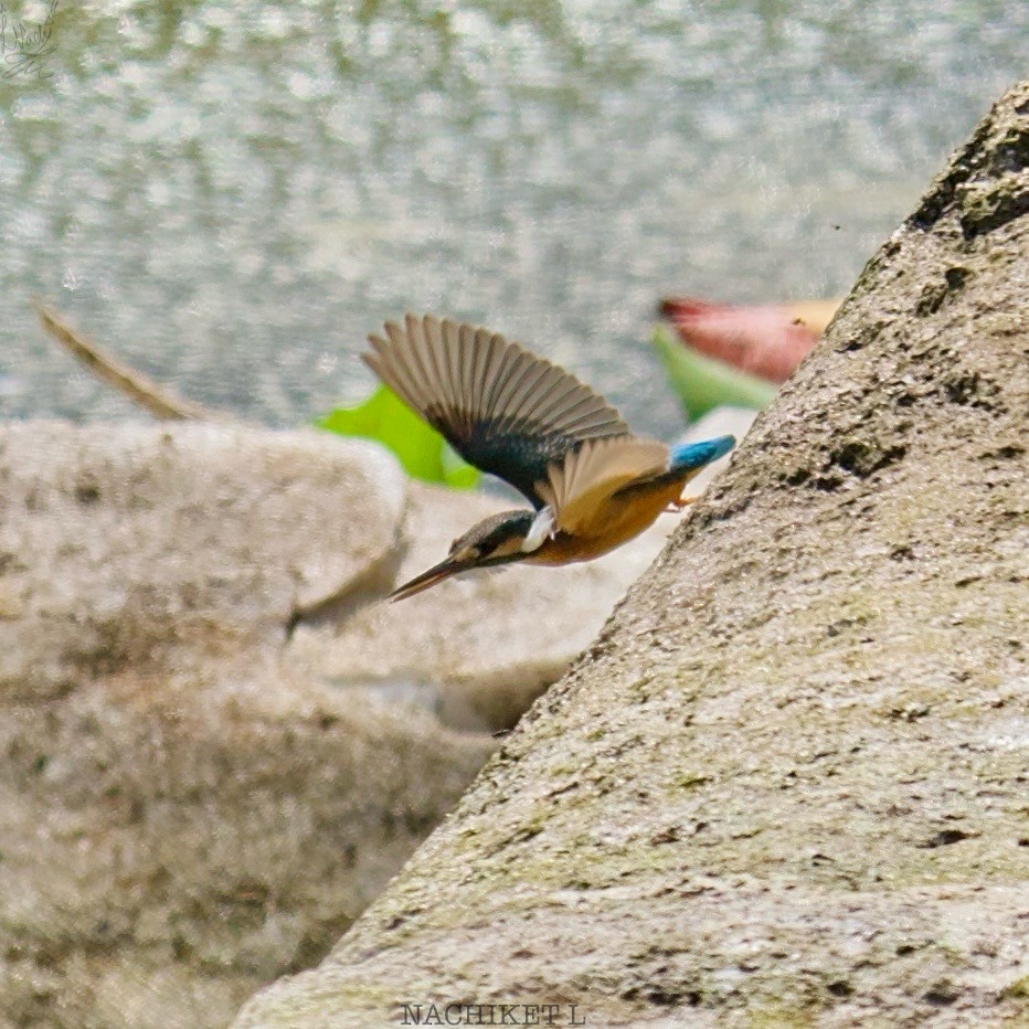 Common Kingfisher - ML623826685