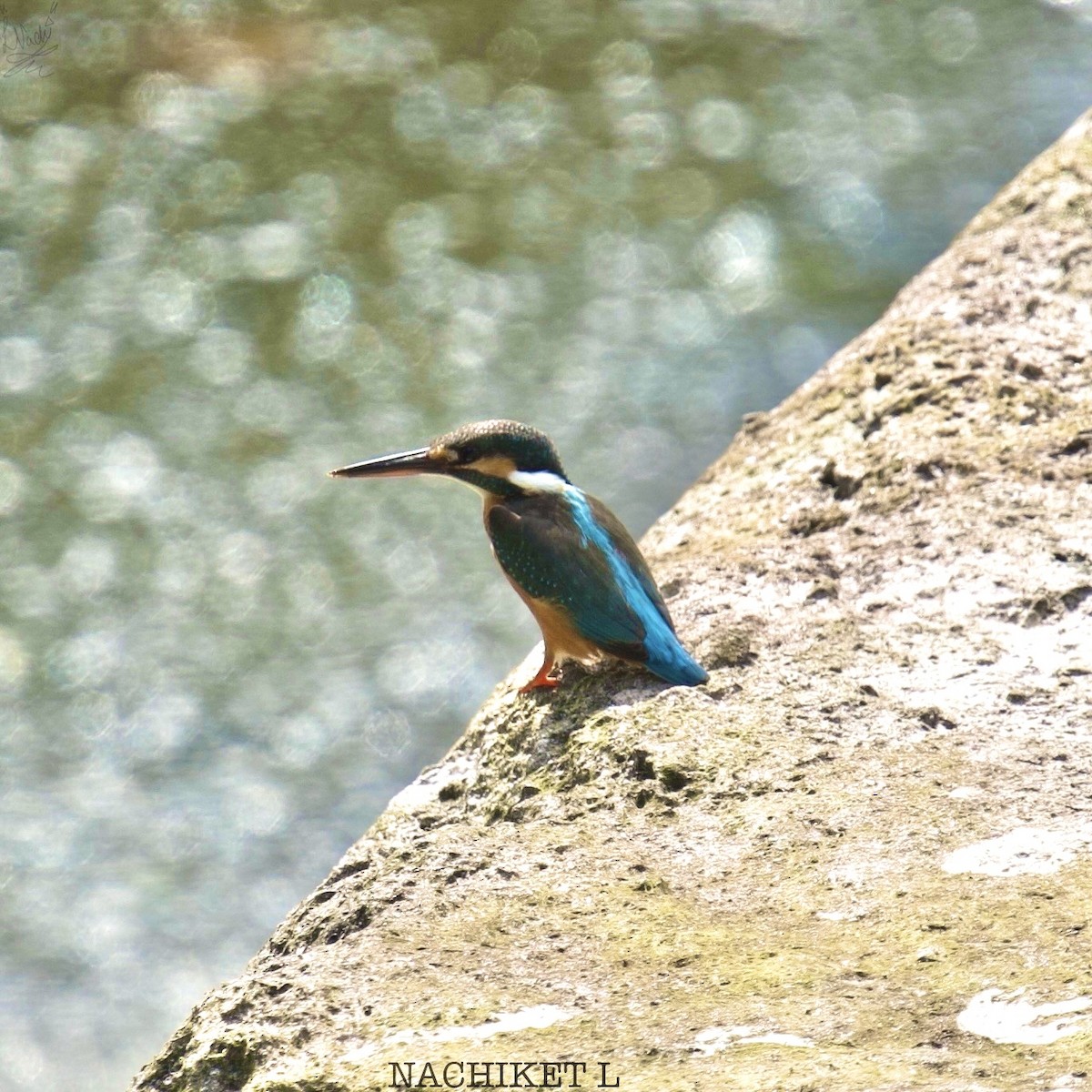 Common Kingfisher - ML623826686