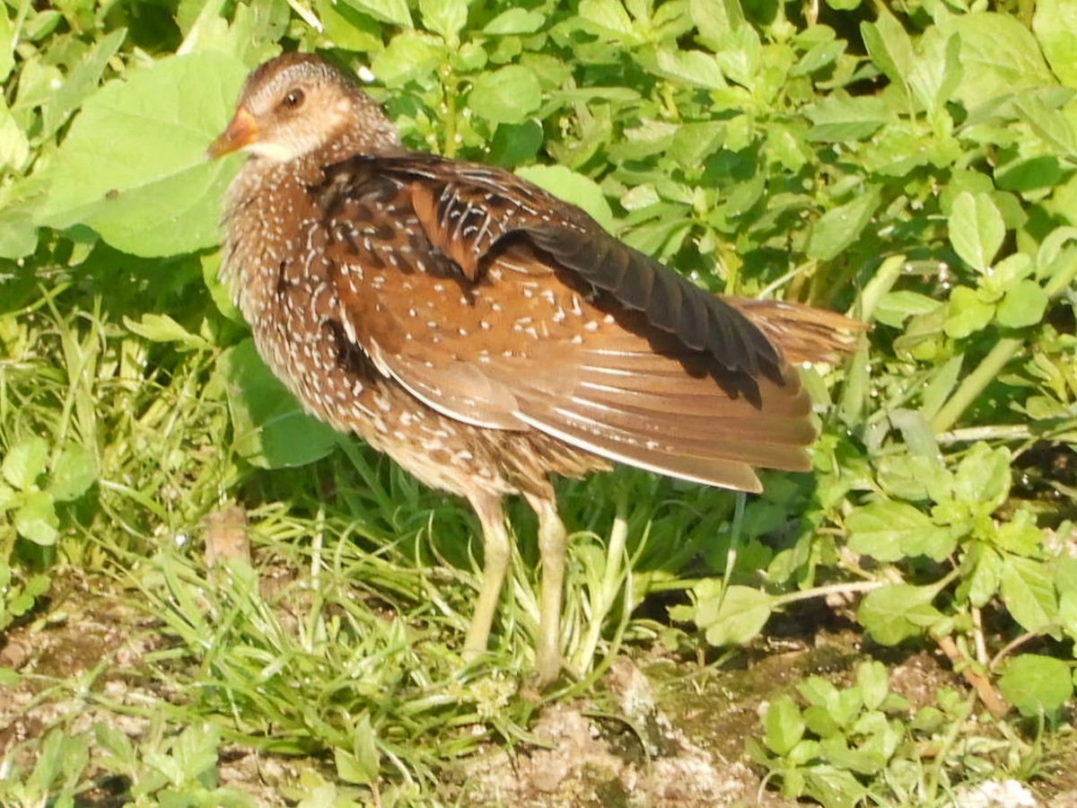 Spotted Crake - ML623826733