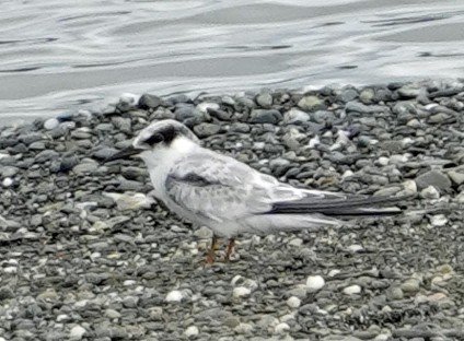 Least Tern - ML623826743