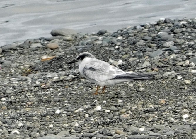 Least Tern - ML623826745