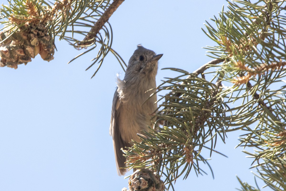 Juniper Titmouse - ML623826757