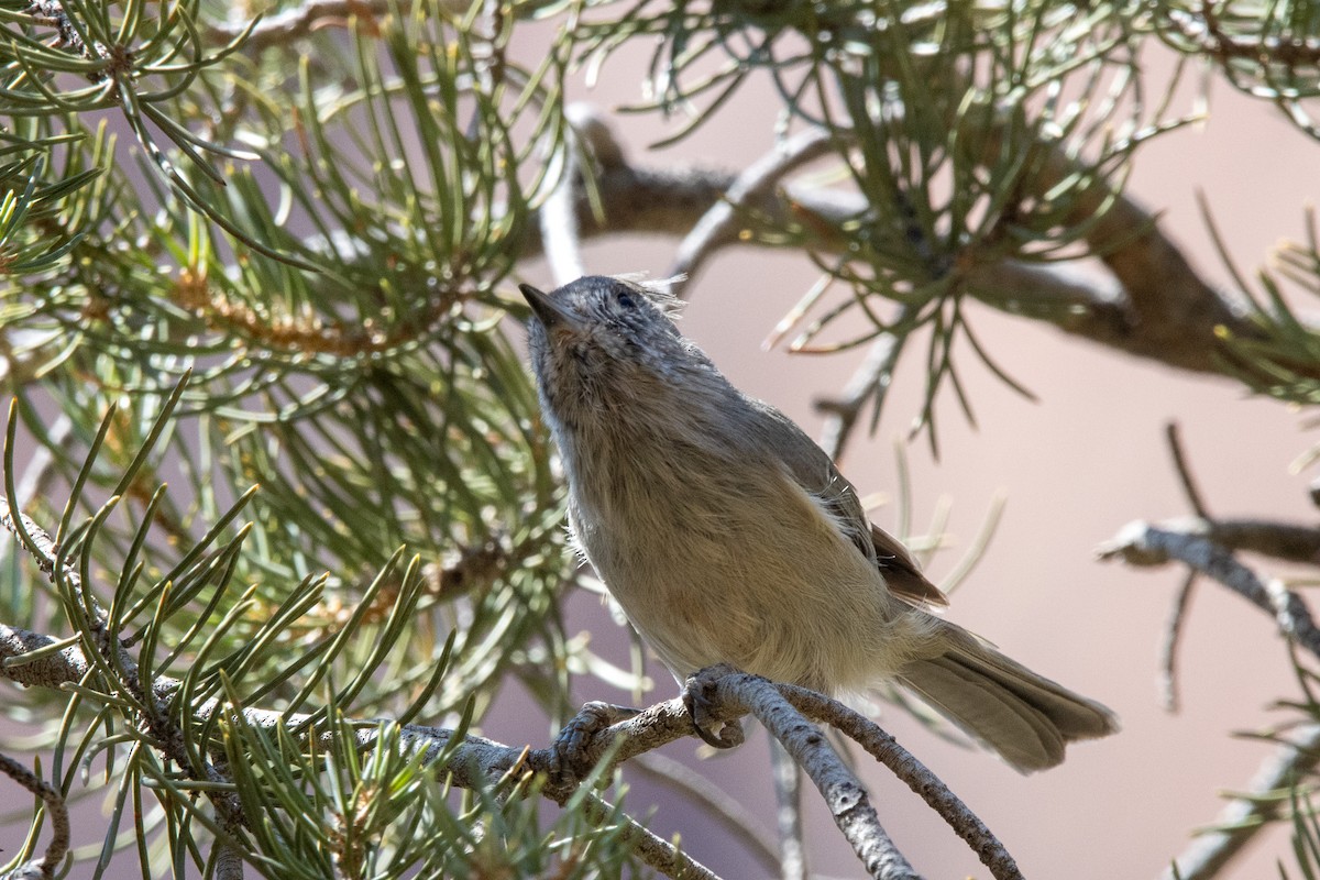 Juniper Titmouse - ML623826758