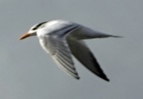 Royal Tern - Porfilio Correa