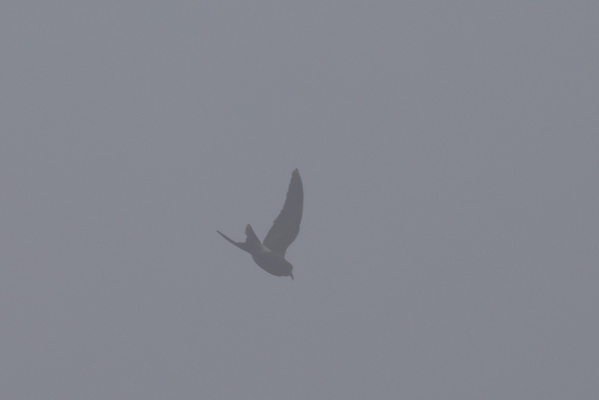 Leach's Storm-Petrel - ML623826768