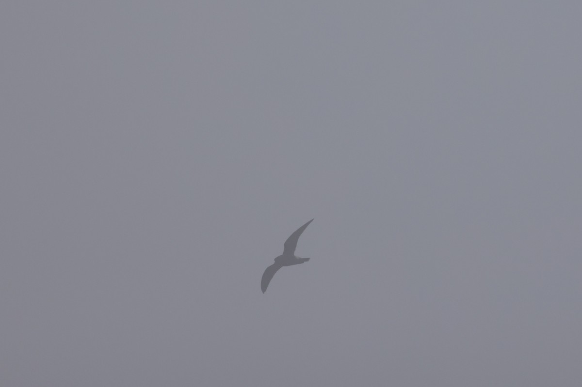 Leach's Storm-Petrel - ML623826769