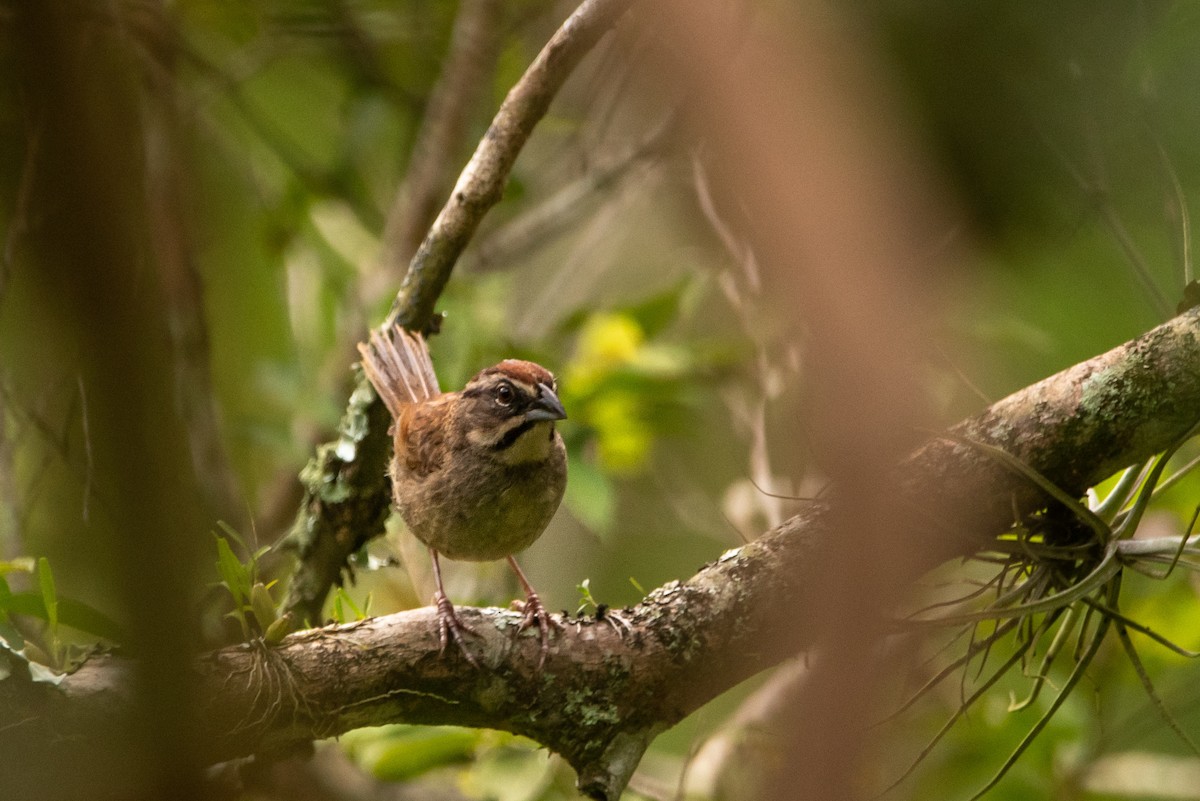 Rusty Sparrow - ML623826772