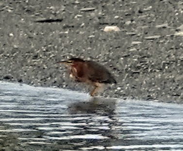 Green Heron - ML623826785