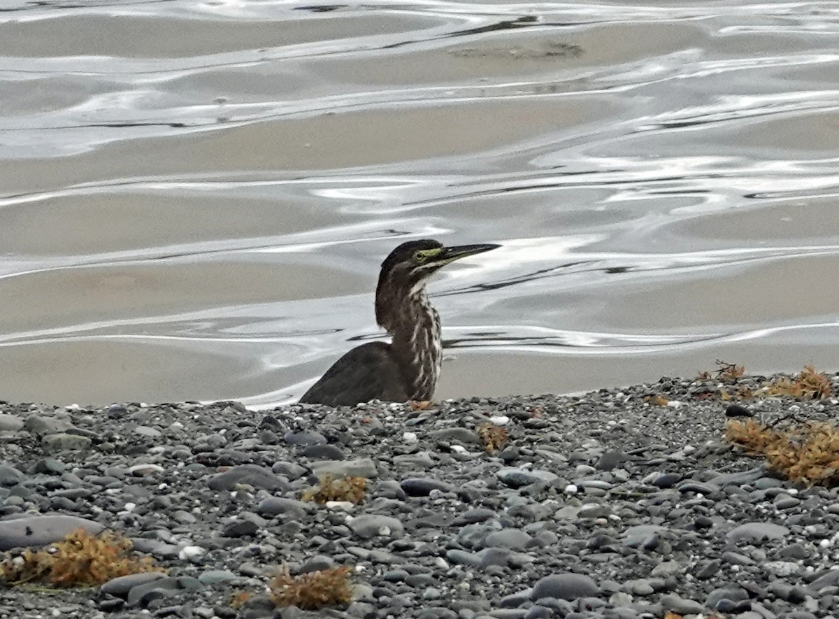 Green Heron - ML623826786