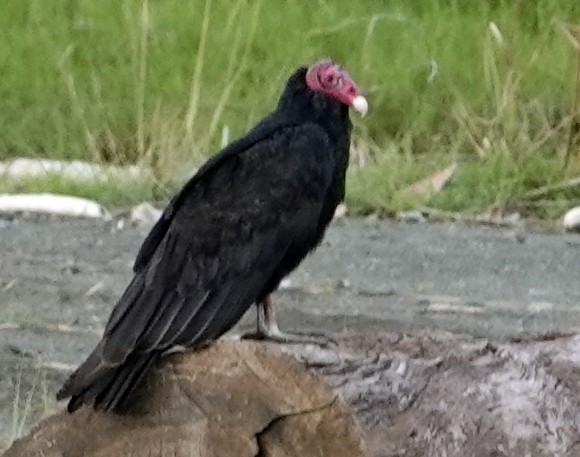 Turkey Vulture - ML623826800