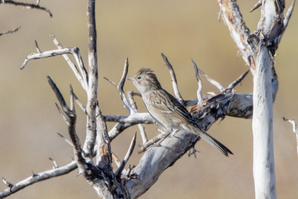 Brewer's Sparrow - ML623826804