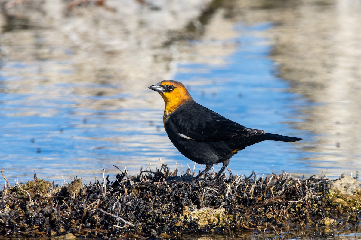 Yellow-headed Blackbird - ML623826818