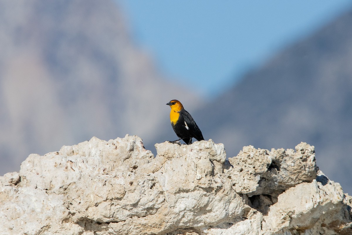 Yellow-headed Blackbird - ML623826819