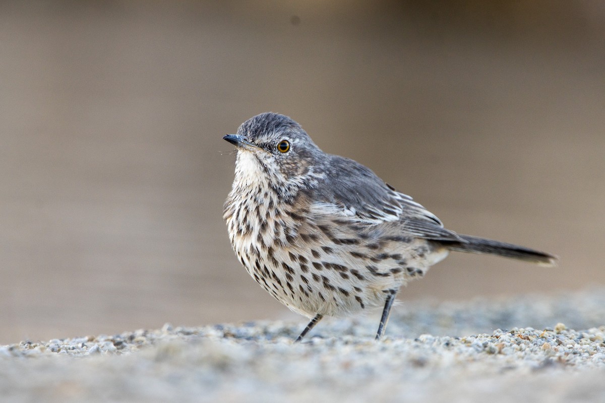 Sage Thrasher - ML623826831