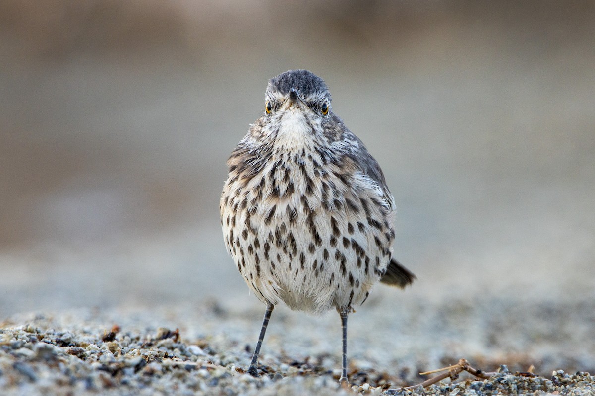 Sage Thrasher - ML623826832