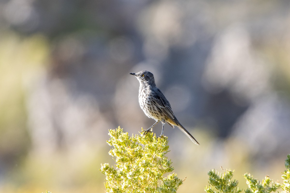 Sage Thrasher - ML623826833