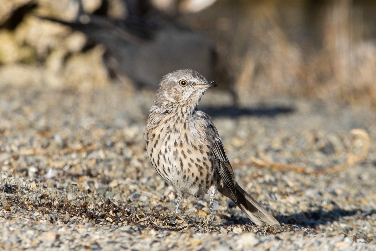 Sage Thrasher - ML623826834