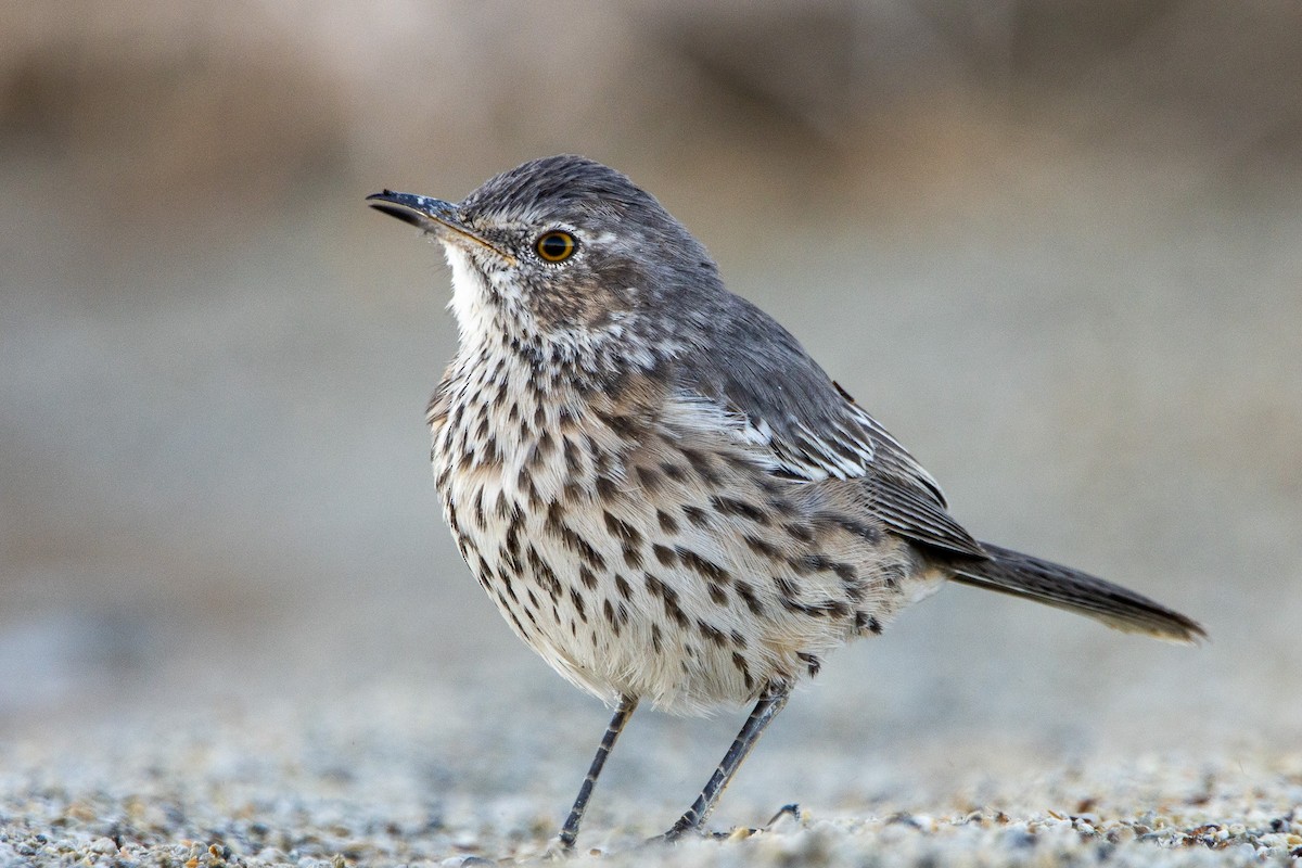 Sage Thrasher - ML623826835