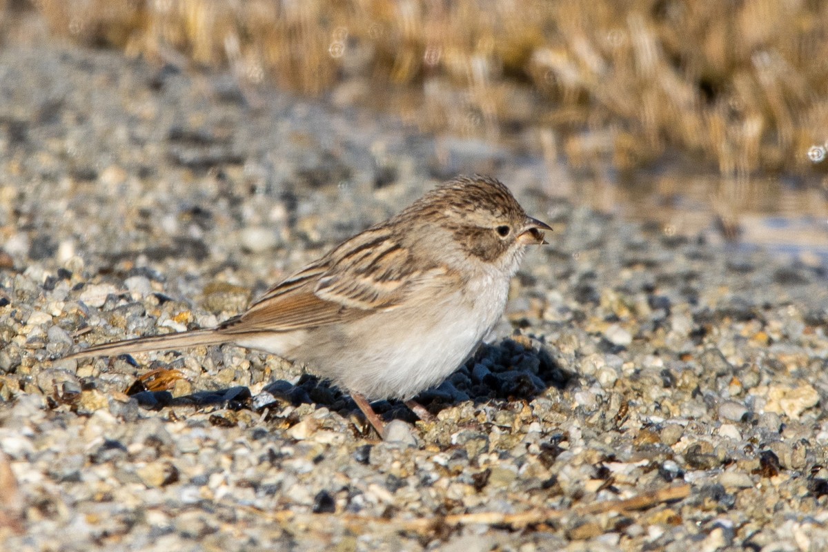 Brewer's Sparrow - ML623826866